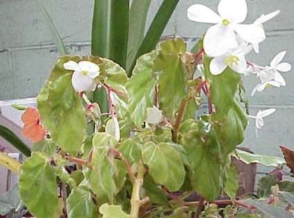 B. ‘White Richmondensis’